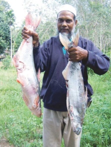 Adenan menunjukkan dua ikan patin muncung ditangkapnya.